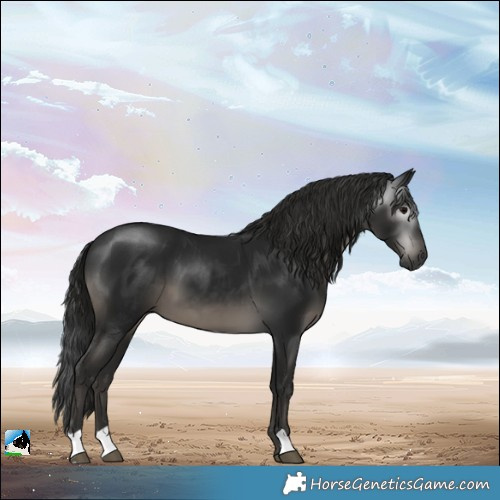 Horse Color:Gray Black