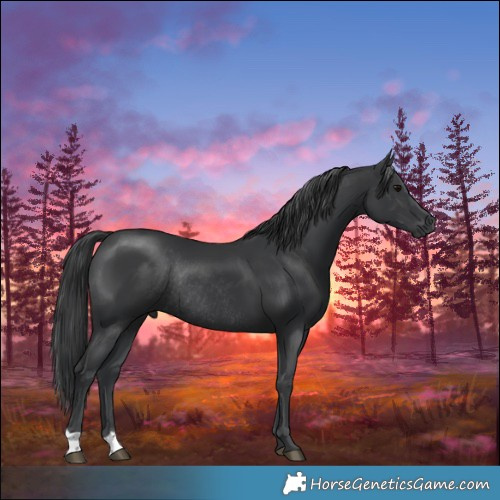 Horse Color:Black Mushroom Rabicano 