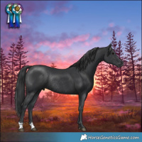Horse Color:Black Mushroom Rabicano 