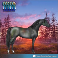 Horse Color:Black Mushroom Rabicano 