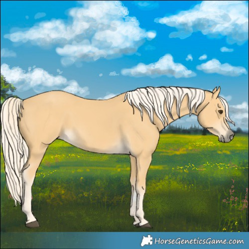 Horse Color:Palomino