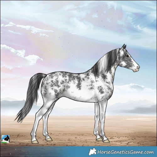 Horse Color:Black Sabino 