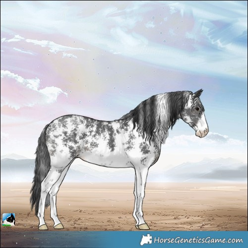 Horse Color:Black Sabino