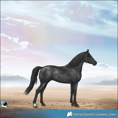 Horse Color:Black Mushroom Rabicano 