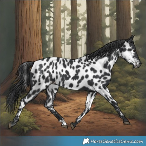 Horse Color:Black Appaloosa 