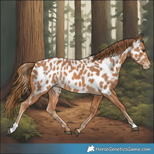 Horse Color:Chestnut Appaloosa 
