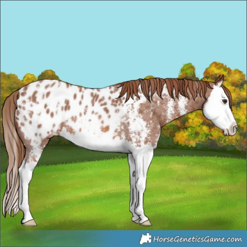 Horse Color:Chestnut Sabino Splash Appaloosa
