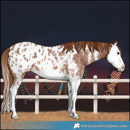 Horse Color:Chestnut Sabino Splash Blanket 
