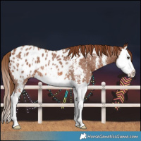 Horse Color:Chestnut Sabino Splash Blanket 