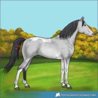 Horse Color:Bay Chinchilla Tobiano