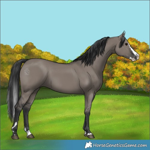 Horse Color:Grullo Splash 