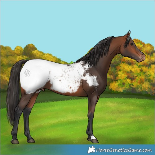 Horse Color:Bay Snowcap 