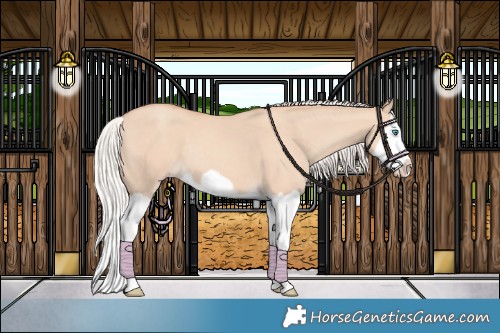 Horse Color:Unknown 