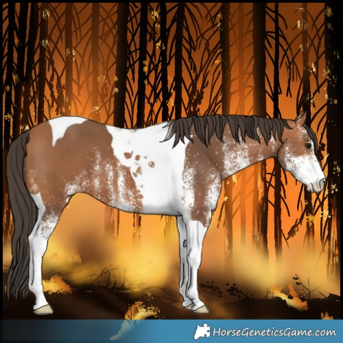 Horse Color:White Spotted Bay Tobiano 