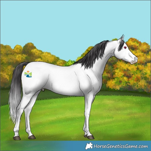 Horse Color:Buckskin Chinchilla Splash 