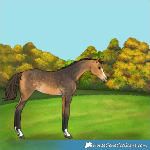 Horse Color:Buckskin 