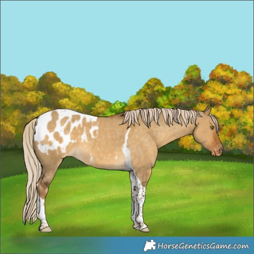 Horse Color:Chocolate Palomino Dun Tobiano Appaloosa 