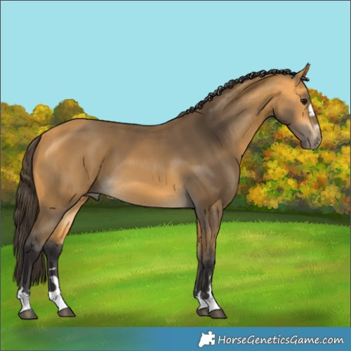 Horse Color:Unknown 