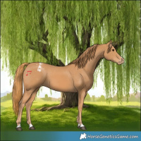 Horse Color:Chestnut Varnish 