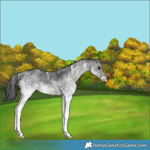 Horse Color:White Spotted Brown 
