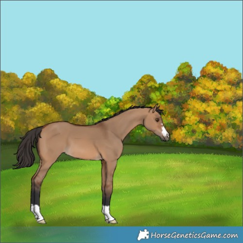 Horse Color:Bay Dun 