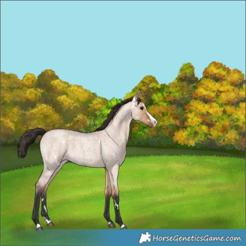 Horse Color:Unknown 