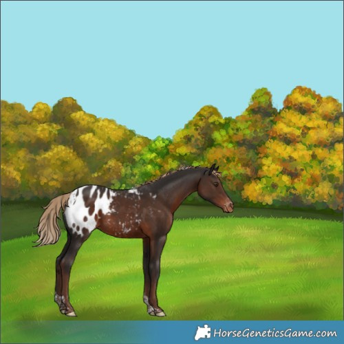 Horse Color:Liver Chestnut Tobiano Appaloosa 