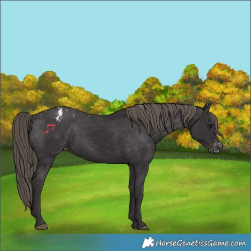 Horse Color:Smoky Black Varnish