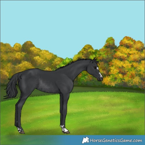 Horse Color:Black Rabicano 