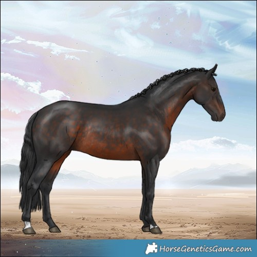 Horse Color:Brown Rabicano 
