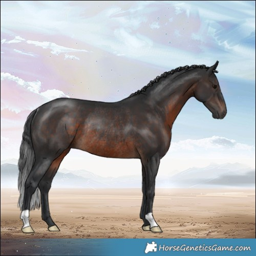 Horse Color:Brown Rabicano