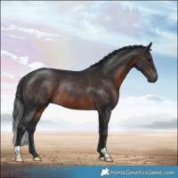 Horse Color:Brown Rabicano