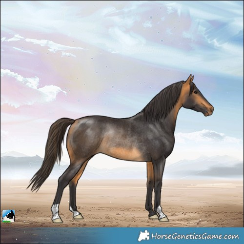 Horse Color:Buckskin Rabicano 