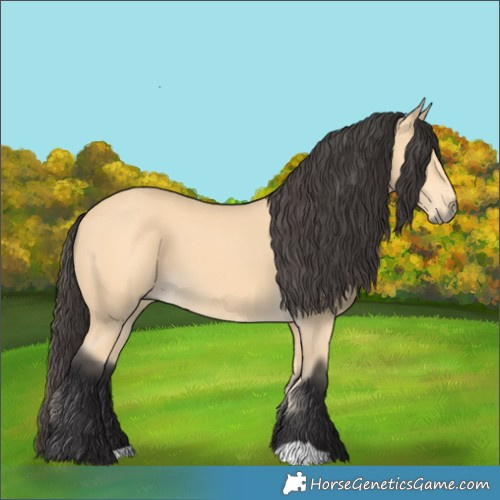 Horse Color:Buckskin 