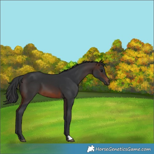 Horse Color:Brown 