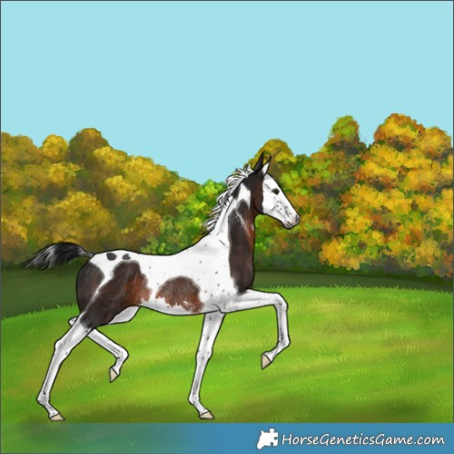Horse Color:Gray Brown Sabino Splash Tobiano Rabicano 