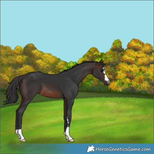 Horse Color:Brown 