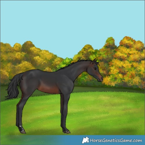 Horse Color:Brown 