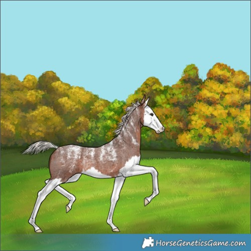 Horse Color:Powder White Silver Brown Roan Splash 