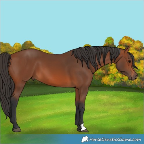 Horse Color:Bay 
