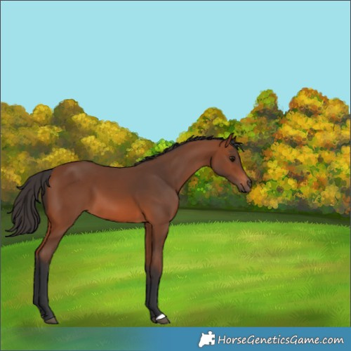 Horse Color:Bay 