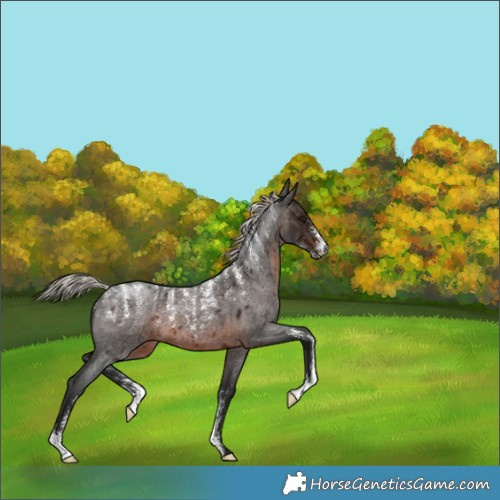 Horse Color:Powder White Gray Silver Brown Roan 