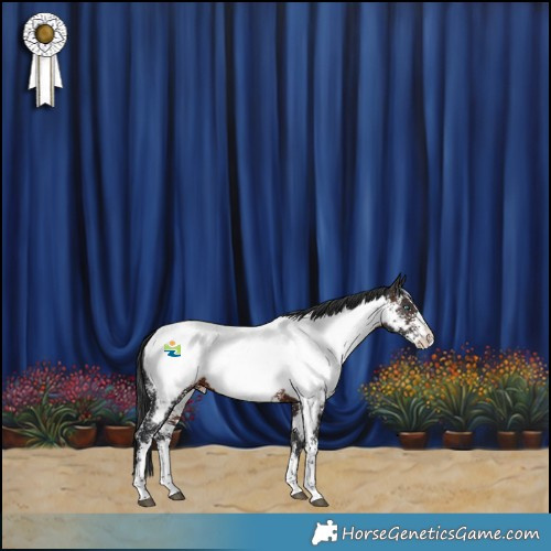 Horse Color:Brown Sabino Splash Appaloosa