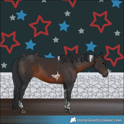 Horse Color:Brown Tobiano 