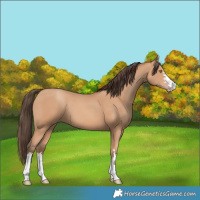 Horse Color:Amber Champagne
