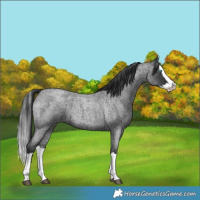 Horse Color:Blue Roan Splash