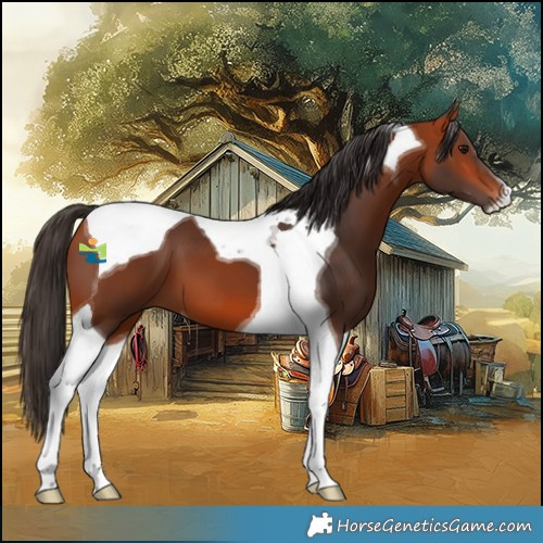 Horse Color:Bay Tobiano 