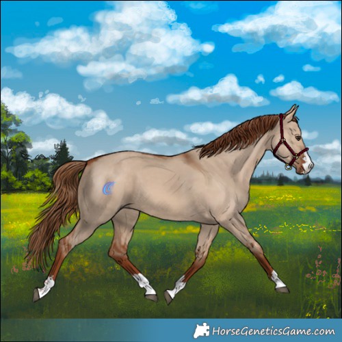 Horse Color:Red Dun 