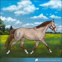 Horse Color:Red Dun