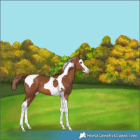 Horse Color:Chestnut Splash Tobiano 
